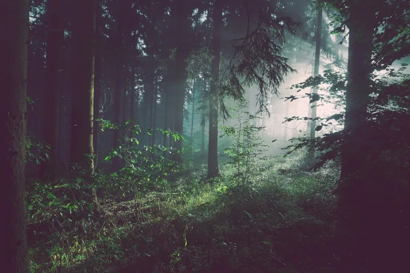 Clean forest air - lung cleanse after quitting smoking